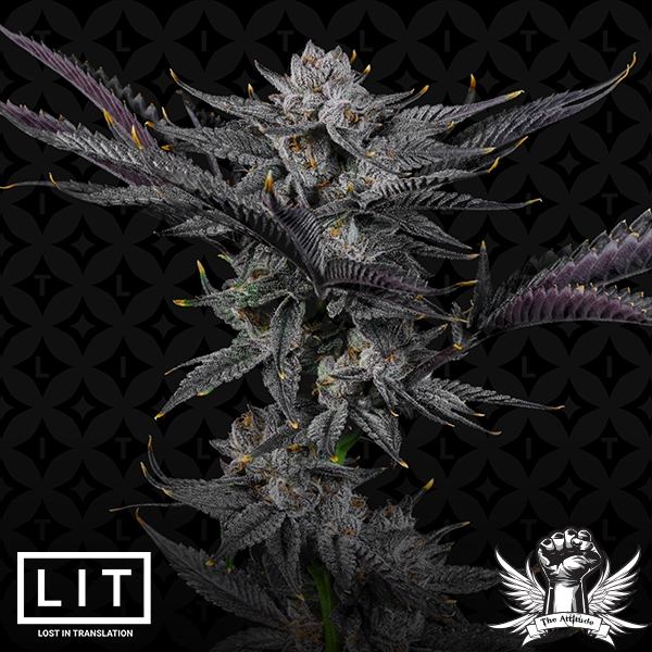 attitude-litfarms-blackrainbow2_600x600